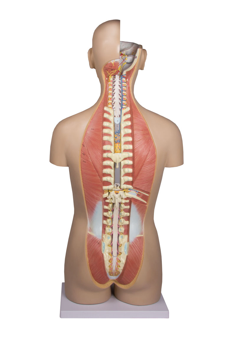 Modello Didattico Anatomico Torso Umano Con Organi Amovibili