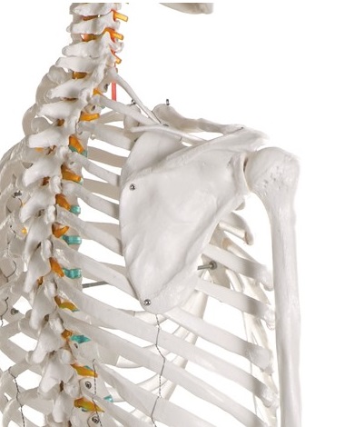 Scheletro modello didattico anatomico - B Life - Il Catalogo Medicale